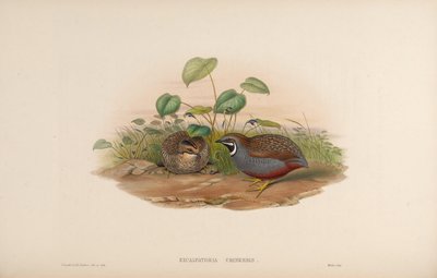 Blue-breasted Quail by John Gould